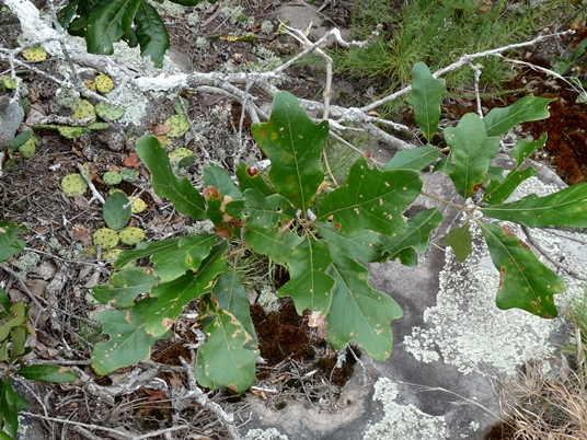 {Quercus boyntonii}